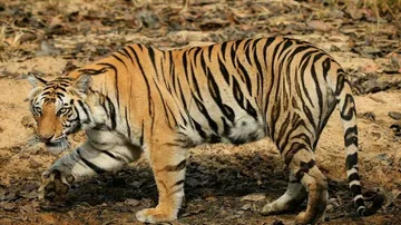 Wildlife expert team reviews Sundari's stay in Satkosia