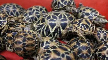 Revenue Intelligence seizes 406 star tortoises being smuggled to Bhubaneswar