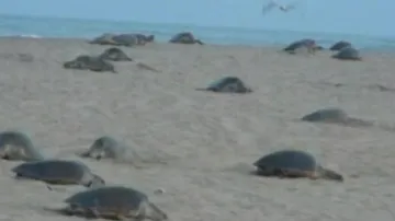 Odisha Govt Imposes 7-Month Fishing Ban To Save Olive Ridley