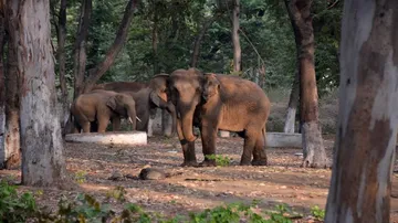 Sleepless nights for wildlife personnel as limping tusker’s hide & seek continues