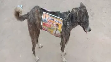 Candidates Use Dogs For Campaigning In UP Panchayat Polls