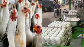 Odisha Bird Flu Shocker: Egg Prices Down By 15%, Broiler 10% Within 48-Hours!