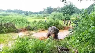 Forest official injured during elephant rescue operation