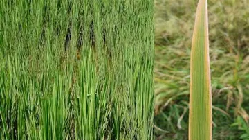 Low Soil Phosphorus a blow to rice security in Odisha!