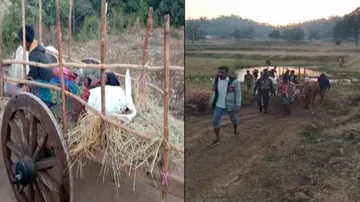 No Road, No Ambulance: Patients In Odisha Carried On Bullock Cart For 5 Kms