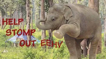 Herpes Virus in wild may pose 'Jumbo' threat to jumbo conservation in Odisha!