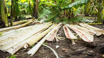 Sanitary napkin made from banana fiber that can be reused for 120 times launched