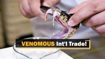 Snake Venom Racket In Odisha Has International Links? Here’s What DFO Said