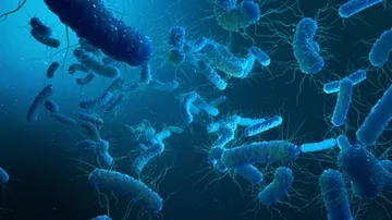 Virus