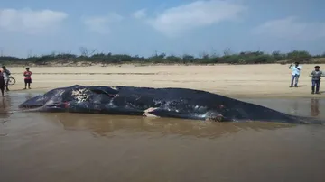 Carcass of 52-feet whale washes ashore in Kendrapara