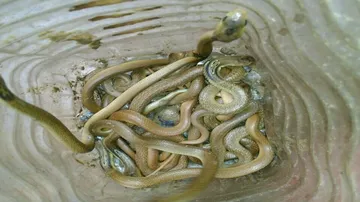 12 Indian Cobra hatchlings found inside house in Puri