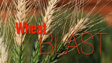 Bangladeshi scientists offer to help India combat wheat blast