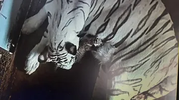 Nandankanan Welcomes New Guests, White Tigress Bijaya Delivers 3 Cubs