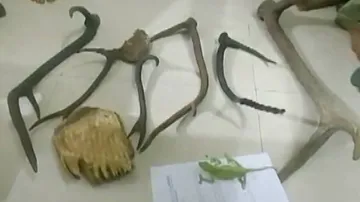 Wildlife Smuggling Racket Busted In Jajpur, Rare Chameleon Rescued; 2 Held