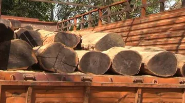 Forest officials seize timber worth lakhs in Bolangir
