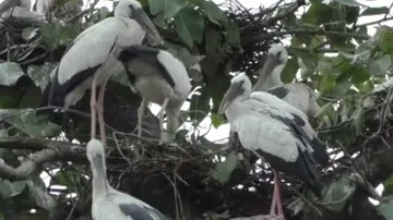 Migratory birds from far-off lands flock Bhatli