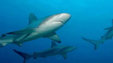 Scientists identify first known 'vegetarian' shark