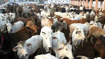 Ambulance Service For Cows In UP Soon