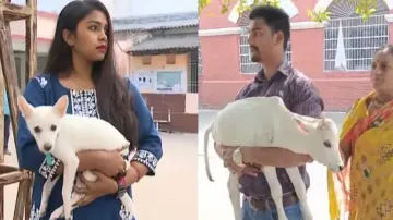 Odisha veterinary doctors’ strike derails livestock healthcare service 