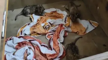 Nandankanan Zoo welcomes three new guests as lioness gives birth to three cubs 