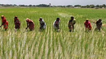Agriculture Receives Increased Outlay In Odisha Budget 2020