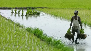 Cultivation Takes A Hit Due To Fertiliser Scarcity During Peak Farming Period In Odisha