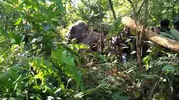 OUAT team starts treatment of ailing tusker in Sambalpur