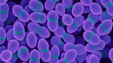 Chinese researchers identify fungal compound as potential new antibiotic