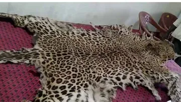 Leopard Skin Smuggling Rears Ugly Head In Odisha
