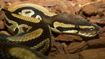 Snake On Sale