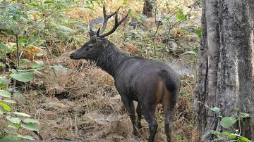 Odisha Reconstitutes Wildlife Board With CM Naveen As Chairman