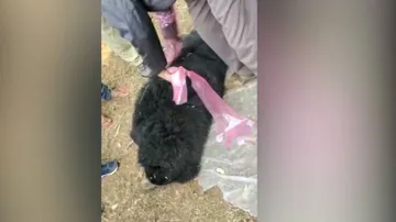 Mother Bear, Cub Run Over In Odisha