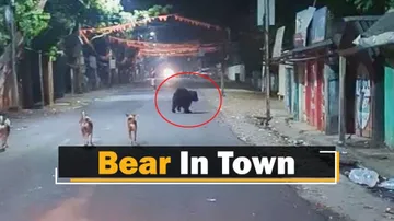Wild Bear Spotted In Nilagiri Area In Balasore District Of Odisha