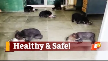 Bear Cubs Rescued Recently Now Safe & Healthy In Nandankan Zoo