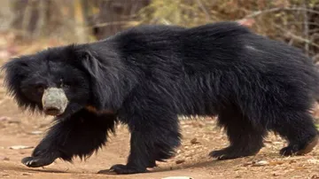 5 villagers injured in bear attack in Keonjhar