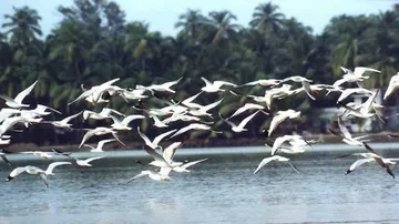 Migratory birds arrive in Bhitarkanika National Park