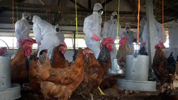 Bird Flu Scare: 900 Hens Die At Poultry Farm In Maharashtra's Parbhani