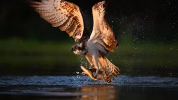 Watching birds can improve your mental health