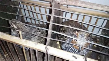 12 rare Mountain quails rescued from bus, 3 arrested