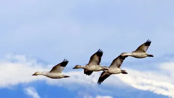 Migratory birds arrive in Bhitarkanika