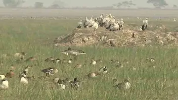 Poacher Arrested, 13 Bird Carcasses Seized In Odisha