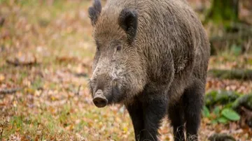 Wild boar hacked to death
