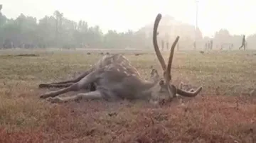 Carcass of spotted deer found near Puri Indoor stadium