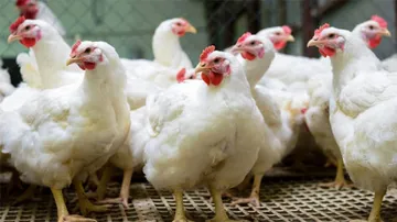 Chicken, Eggs Not Linked To Coronavirus: Odisha Poultry Forum Allays Fears