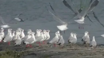 Annual Bird Census Begins In Chilika Lagoon