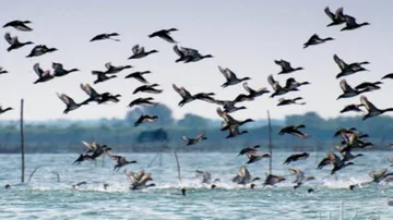 Precautionary measure in Chilika amid avian influenza scare