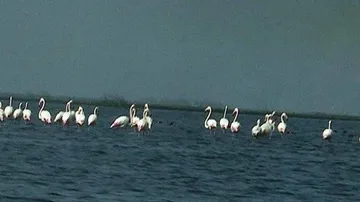 Column: Let’s Showcase Chilika Like The Thames