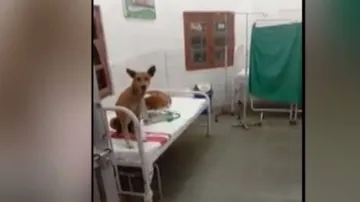 WATCH: Stray Dogs Found Taking A Nap In Talcher Hospital Bed, CDMO Assures Probe