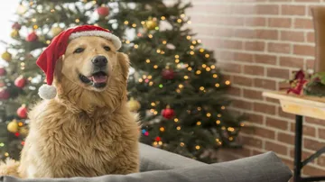 Keep chocolates away from dogs as Christmas season sets in