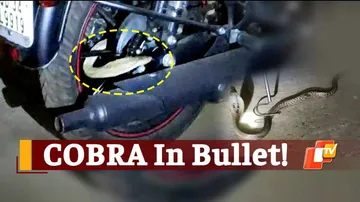Cobra Found Eerily Coiled On Motorcycle In Odisha’s Jajpur